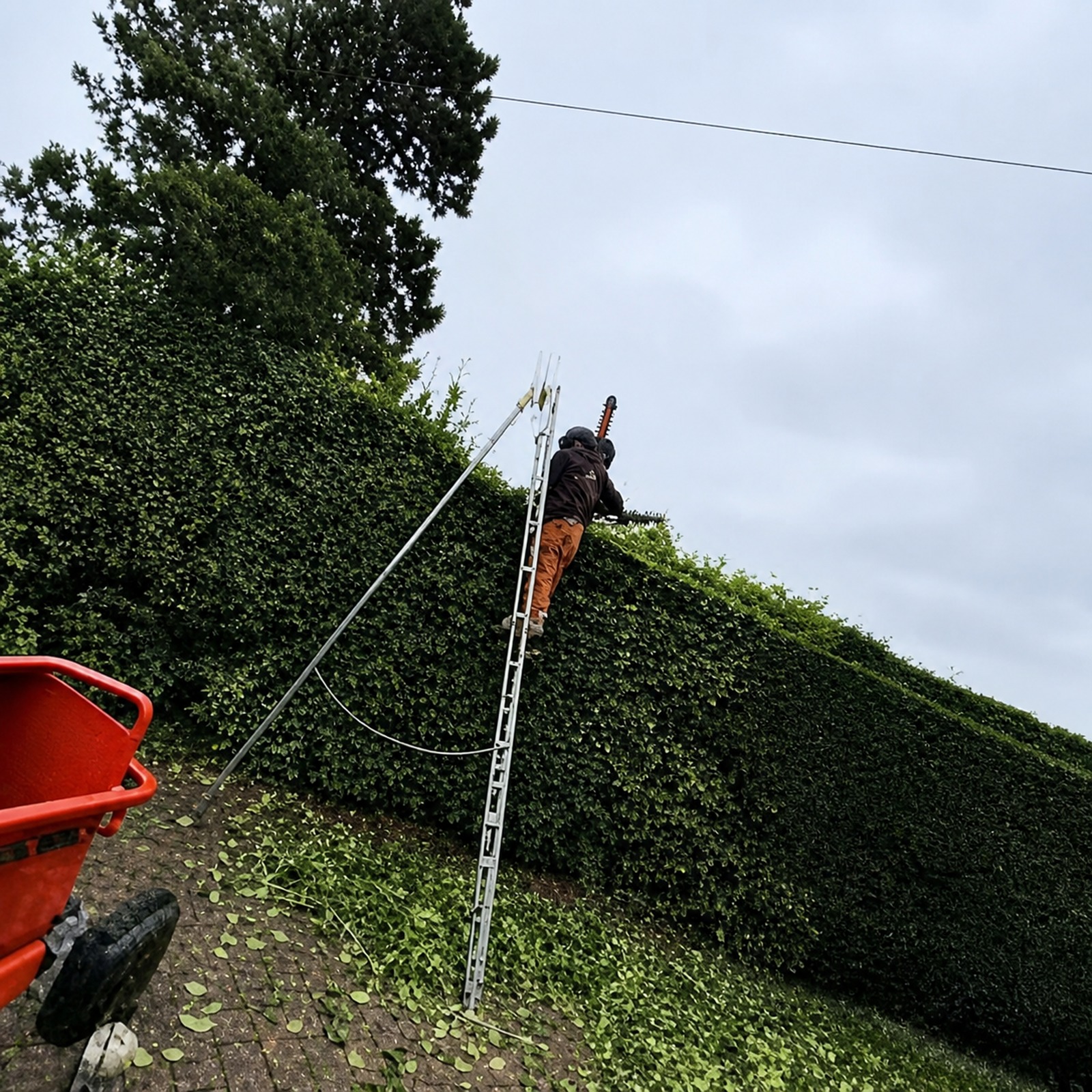 Gardener on a ladder trimming a tall hedge with equipment nearby