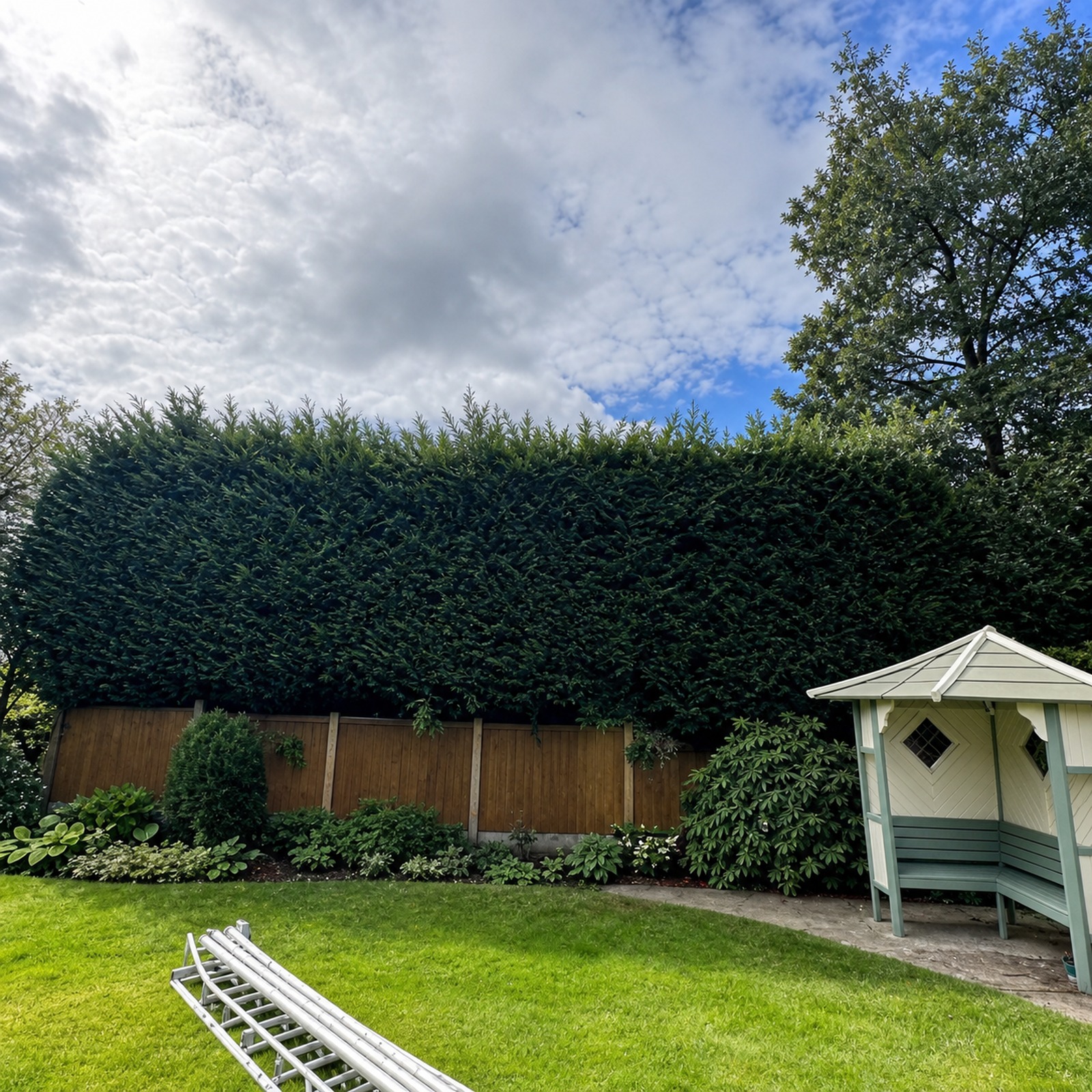 Tall overgrown hedge beside a garden summerhouse before trimming