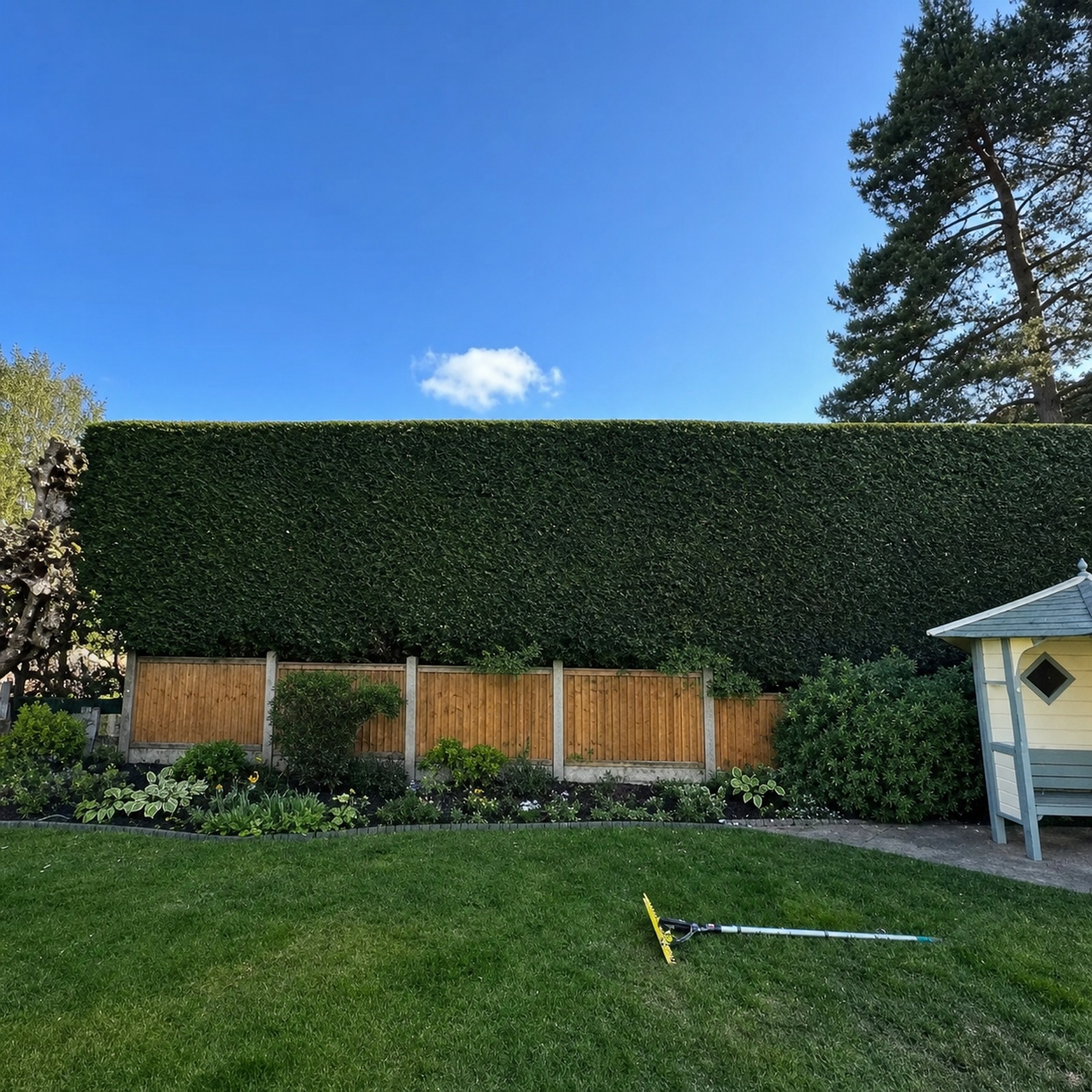 Tall hedge neatly trimmed and squared off beside a garden summerhouse in Bristol
