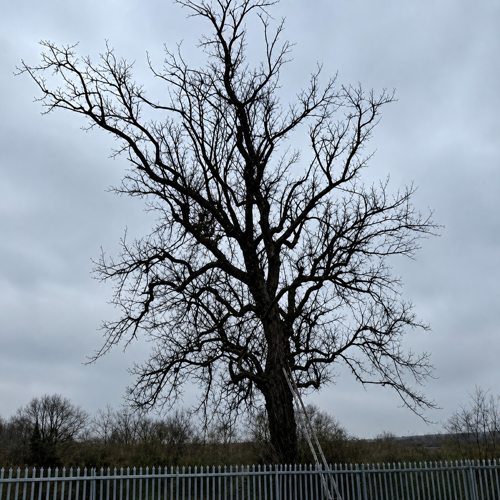 Bare, hazardous tree close to fencing before being made safe by a tree surgeon