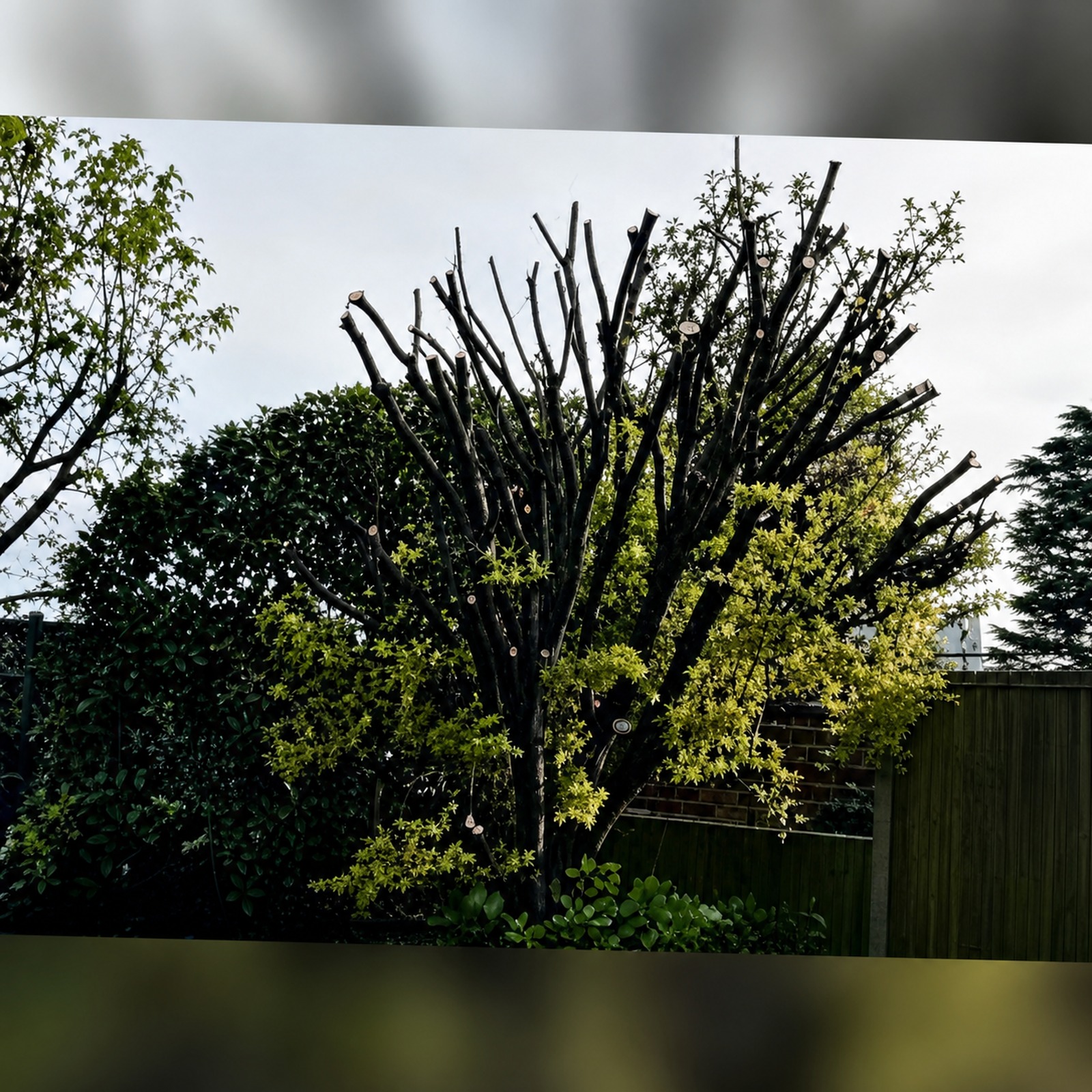 Heavily pruned tree crown with cut branches showing completed crown reduction