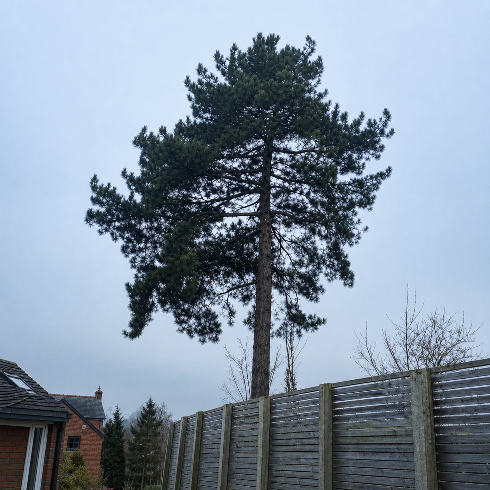 Tall pine tree behind fencing and houses before reduction work begins