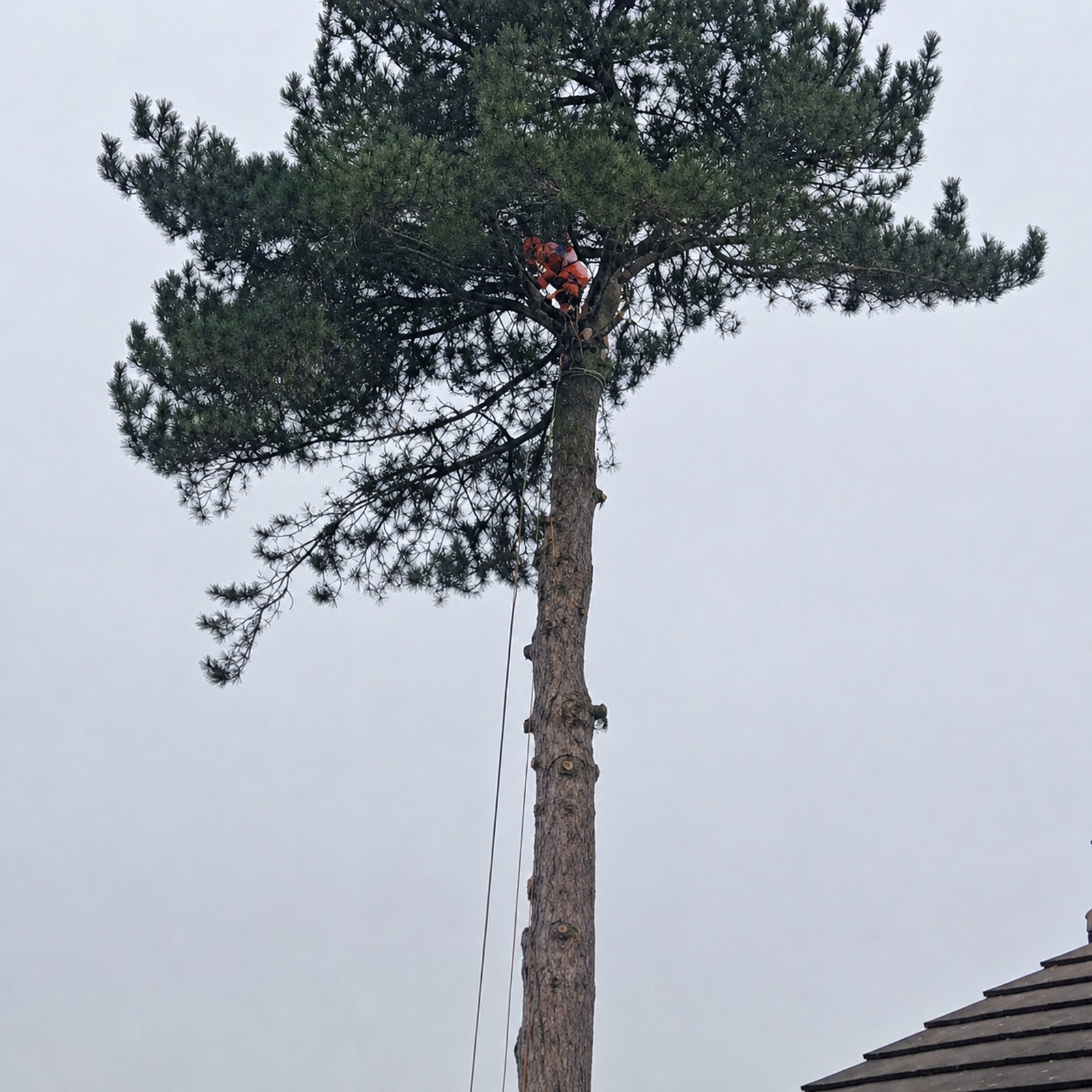 Eco Tree and Garden Services tree surgeon working high in a pine in Bristol using rope access