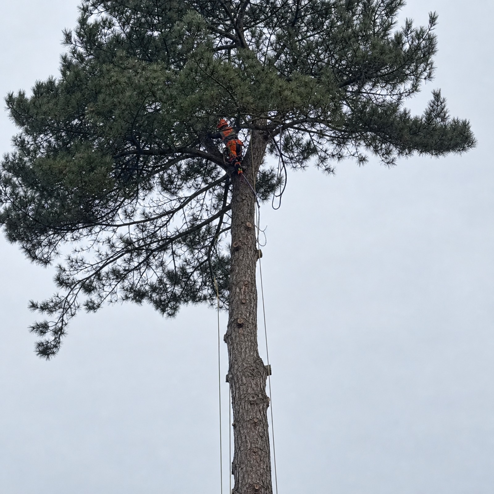 Climber on a pine trunk preparing to cut sections during a controlled dismantle
